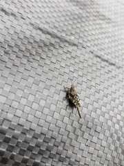 Ergatettix dorsifera