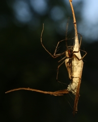 Oxyopes shweta