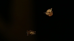 Gasteracantha geminata