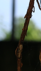 Tetragnatha mandibulata