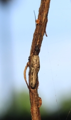 Tetragnatha mandibulata
