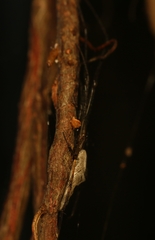 Tetragnatha mandibulata