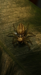 Phintelloides jesudasi