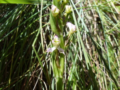 Disperis tysonii