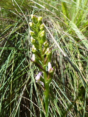 Disperis tysonii