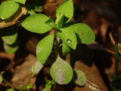 Podosphaera euphorbiae