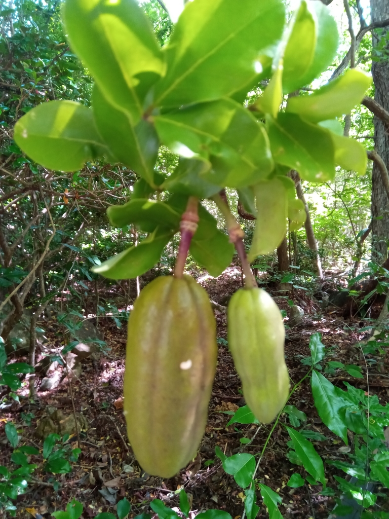 Thilachium sumangui
