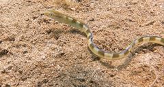 Xiphasia setifer