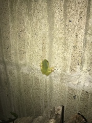 Ranoidea phyllochroa