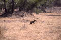 Canis aureus indicus