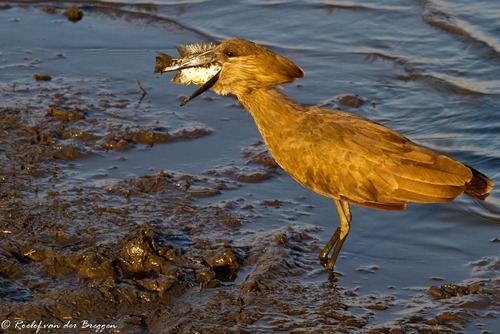 Hamerkop