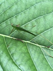Phaneroptera trigonia