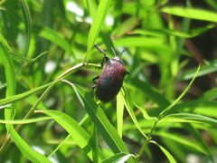 Coraliomela quadrimaculata