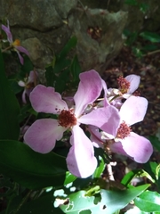 Diegodendron humbertii image