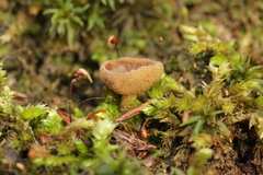 Helvella villosa