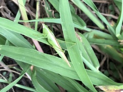 Conocephalus chinensis