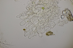 Helvella villosa