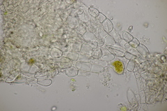 Helvella villosa