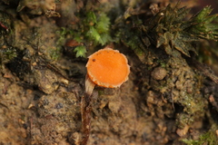 Neottiella albocincta