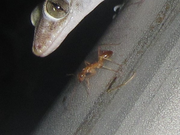 Camponotus novaehollandiae