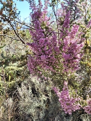 Erica nudiflora