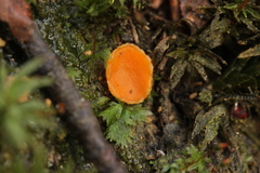 Neottiella albocincta
