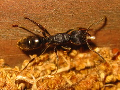 Ectomomyrmex javanus