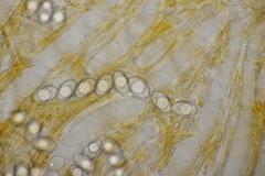 Neottiella albocincta