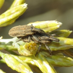 Scaphomorphus