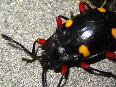 Eumorphus quadriguttatus pulchripes