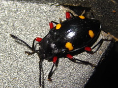 Eumorphus quadriguttatus pulchripes