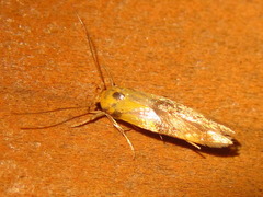 Stathmopoda auriferella