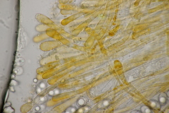 Neottiella albocincta
