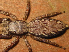 Marpissa milleri