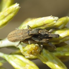 Scaphomorphus