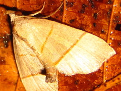 Gonepatica opalina
