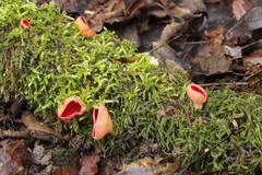 Sarcoscypha austriaca