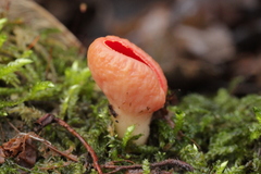 Sarcoscypha austriaca