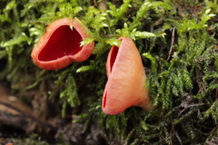 Sarcoscypha austriaca