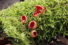 Sarcoscypha austriaca