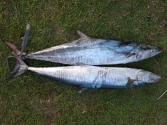 Scomberomorus commerson