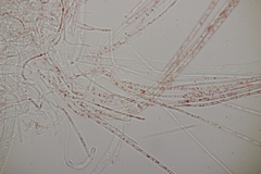 Sarcoscypha austriaca