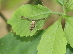 Nippoptilia vitis