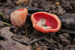 Sarcoscypha austriaca
