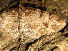Protoboarmia simpliciaria