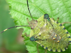Pentatoma semiannulata