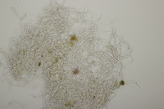 Sarcoscypha austriaca