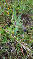 Crotalaria sagittalis