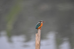 Alcedo atthis