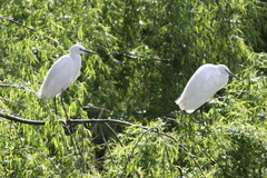 Egretta garzetta
